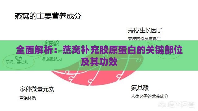 全面解析：燕窝补充胶原蛋白的关键部位及其功效