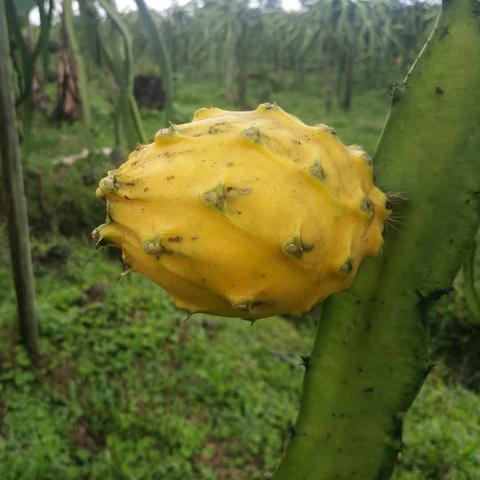 海南地区燕窝果种植基地一览：探寻燕窝果的分布与采摘信息