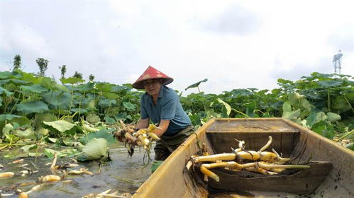 探寻海南：燕窝果实的神秘产地与种植基地