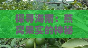 探寻海南：燕窝果实的神秘产地与种植基地