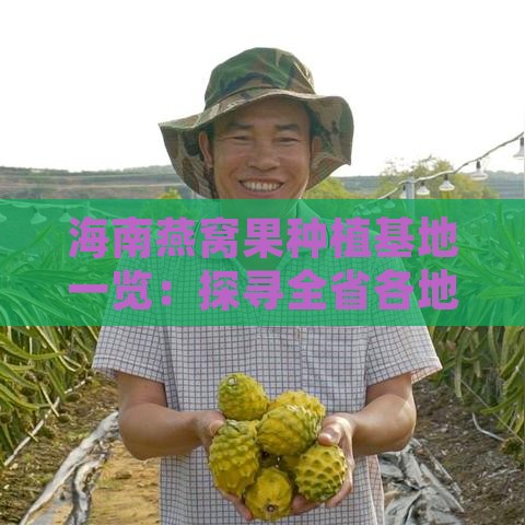 海南燕窝果种植基地一览：探寻全省各地燕窝果优质产区与种植现状