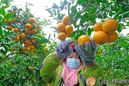 海南产燕窝果最多的地方是哪里：海南燕窝果种植最集中的地区揭秘