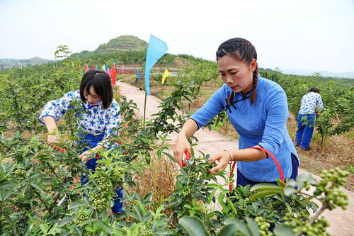 燕窝在哪里采摘：更佳采摘地点一览