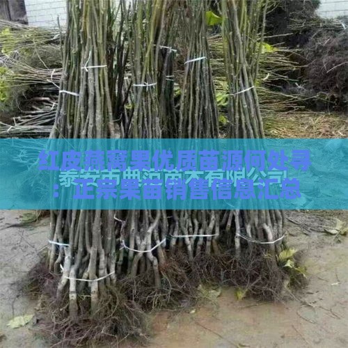 红皮燕窝果优质苗源何处寻：正宗果苗销售信息汇总