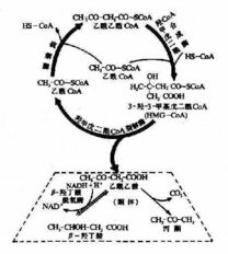 血燕窝是如何形成的过程及其具体成因解析