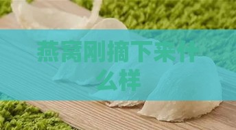 燕窝刚摘下来什么样