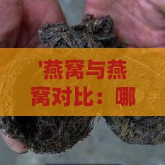 '燕窝与燕窝对比：哪一种燕窝品质更胜一筹？'