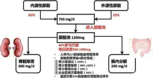 如何选购性价比高的正品燕窝：推荐购买渠道与鉴别技巧