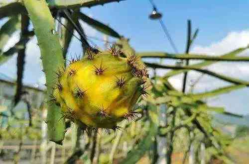 燕窝果种植指南：更佳生长环境与适宜种植区域解析