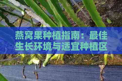 燕窝果种植指南：更佳生长环境与适宜种植区域解析