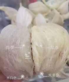 怎么区分干燕窝和湿燕窝及其差异？