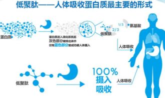 人参与燕窝的营养价值对比：全面分析两者的功效与适用人群