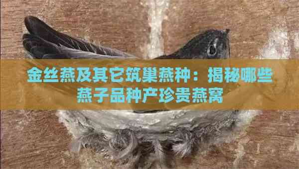 金丝燕及其它筑巢燕种：揭秘哪些燕子品种产珍贵燕窝