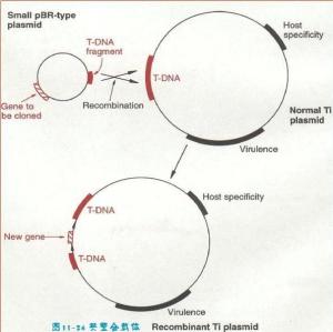 揭秘燕窝遗传基因：全面解析其DNA特征与营养价值