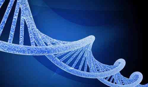 揭秘燕窝遗传基因：全面解析其DNA特征与营养价值