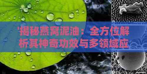 '揭秘燕窝泥油：全方位解析其神奇功效与多领域应用'