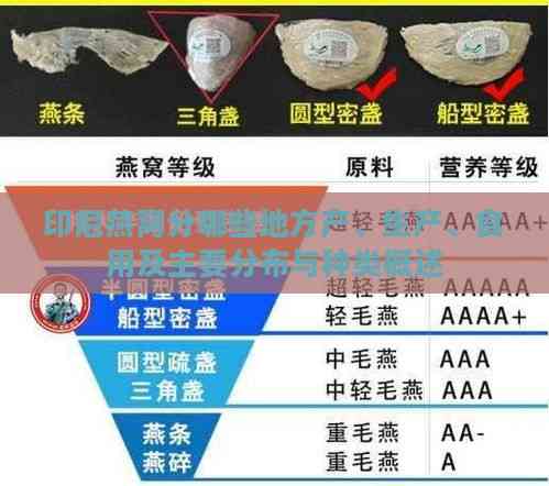 印尼燕窝分哪些地方产、生产、食用及主要分布与种类概述