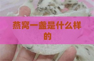 燕窝一盏是什么样的