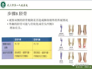 燕窝种类详析：全面解析各类燕窝特点、选购指南与功效评估