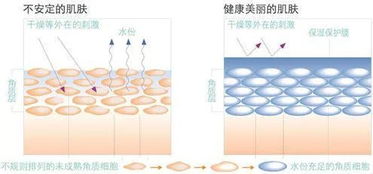 揭秘燕窝pn1：全面解析其成分、功效与实际应用，解答所有疑问