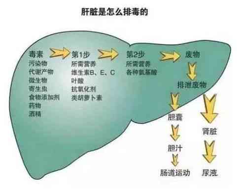 深度解析：无糖燕窝的全面成分及营养价值探究