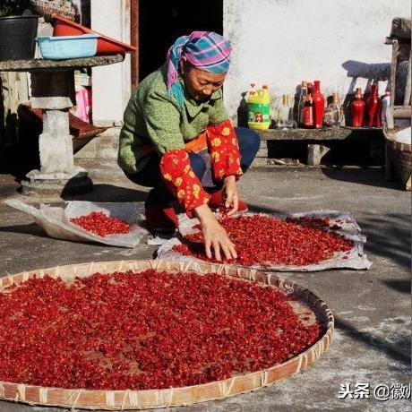 揭秘李燕窝旗下知名：探究各系列特色与优势