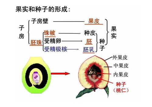 '燕窝挑毛：重点部位详解析与精细挑毛技巧'