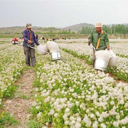 炖燕窝时搭配的养生药材一览：哪些药材适合加入？