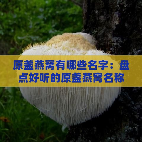 原盏燕窝有哪些名字：盘点好听的原盏燕窝名称