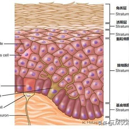 燕窝和蜗牛霜哪个好用：对比分析及使用效果评价