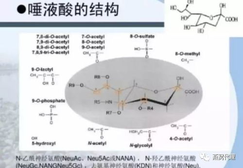 燕窝中哪部分集中蕴含高含量唾液酸解析