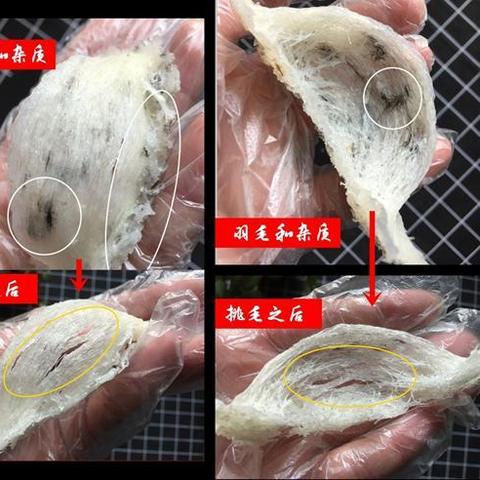 燕窝毛燕深度解析：分类、特点、挑选技巧与鉴别方法