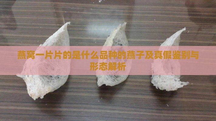 燕窝一片片的是什么品种的燕子及真假鉴别与形态解析