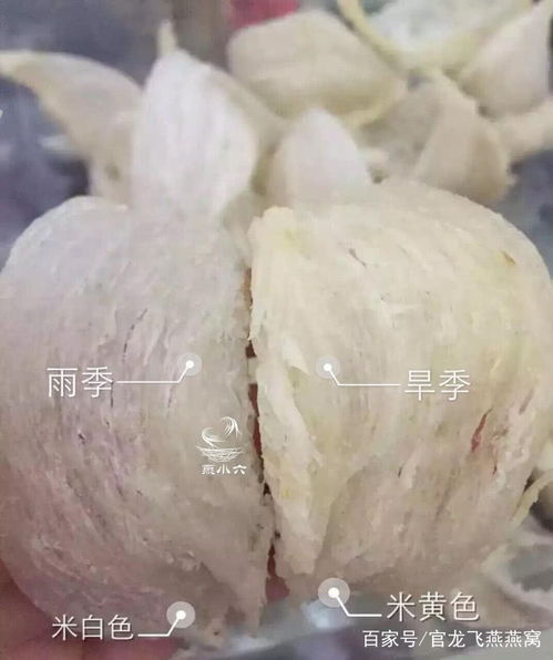 燕窝颜色分类详解：不同颜色燕窝的特点、功效与挑选指南