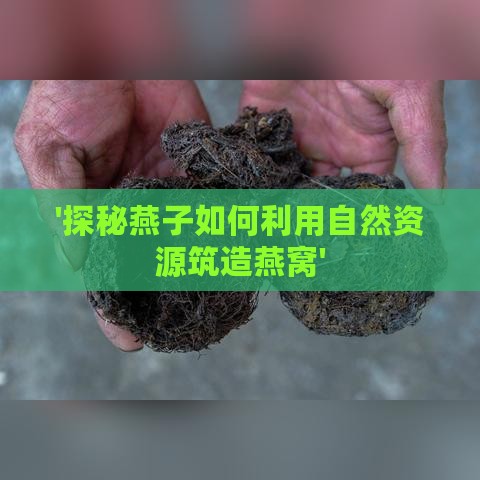 '探秘燕子如何利用自然资源筑造燕窝'