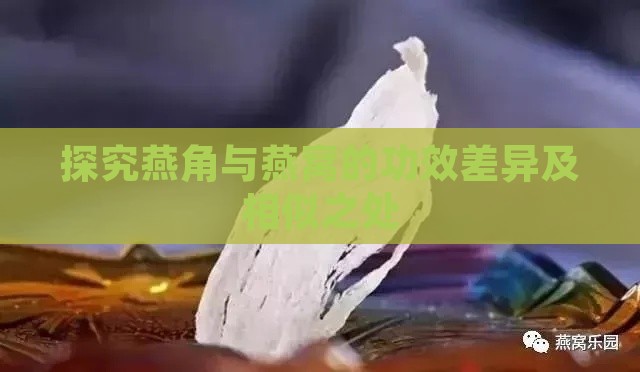 探究燕角与燕窝的功效差异及相似之处