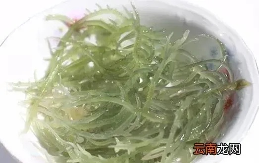 像燕窝的海菜有哪些