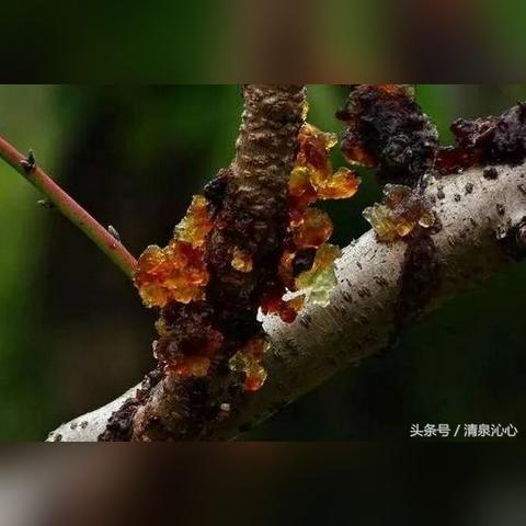 揭秘：燕窝克星大揭秘——哪些食物与干燕窝相克