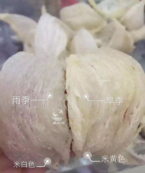 金丝燕唾液精华：燕窝原料品种详探与功效解析