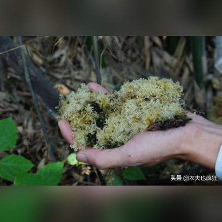 揭秘燕窝的营养成分及美味食用方法：全面解析燕窝的好处与食用技巧