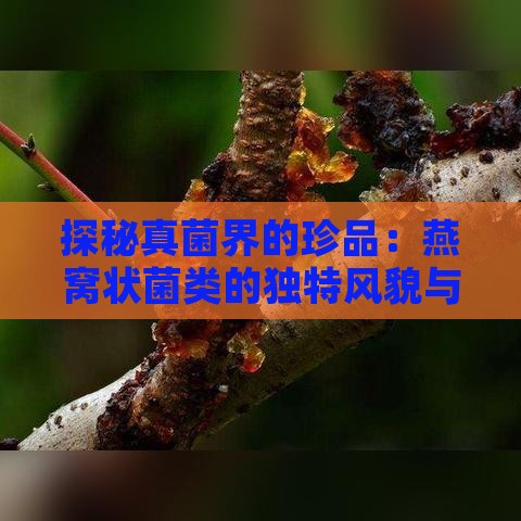 探秘真菌界的珍品：燕窝状菌类的独特风貌与分类揭秘