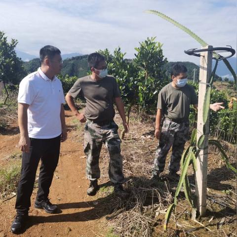 '燕窝种植技巧与多种家庭燕窝制作方法大揭秘'