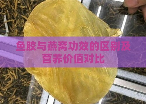 鱼胶与燕窝功效的区别及营养价值对比