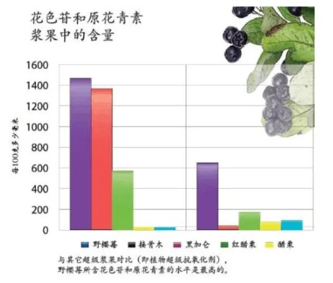 全面解析：花青素如何助力抗衰老与提升身体健康的多种益处