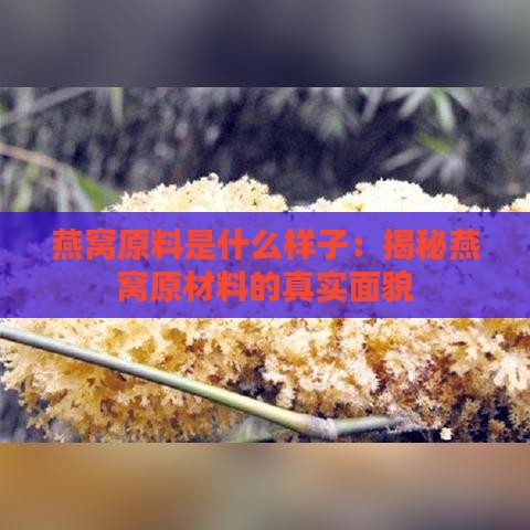 燕窝原料是什么样子：揭秘燕窝原材料的真实面貌