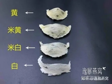 颜色照片：燕窝正宗形状与真伪鉴别