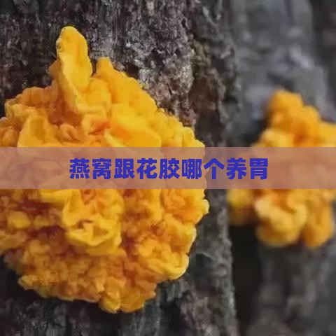 燕窝跟花胶哪个养胃