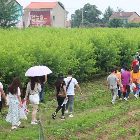 燕窝和桃胶哪个好煮：煮粥、煮熟对比及营养成分差异