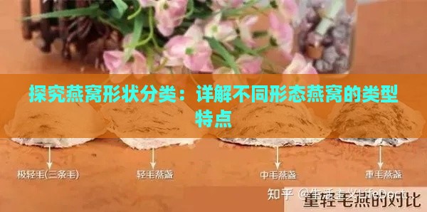 探究燕窝形状分类：详解不同形态燕窝的类型特点