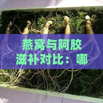 燕窝与阿胶滋补对比：哪个更适合您的身体需求？